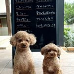 ７月11日店頭販売日