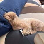 11月19日共同購入いかがですか〜？