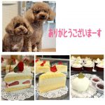 11月19日の共同購入受付終了