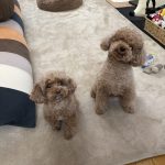 本日共同購入日