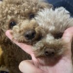 共同購入のお知らせ