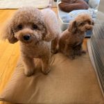 2月3日の共同購入商品について