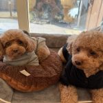 本日共同購入日