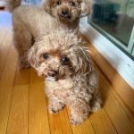 3月12日　完売しました